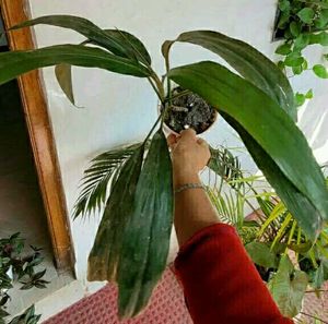 Set 2 Dracaena Mahatma &amp; Callisia Plants