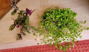 Pack 2 Zabrinic &.Tradescantia fluminensis plants