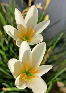 White Rain Lily Bulbs