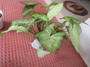 CosaCentrum Dieffenbachia &amp; Arrowhead plant 🪴