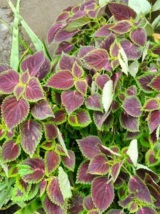 coelus plant