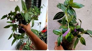 Pack 2  Celled Zebra Plants🌱 &amp; pots