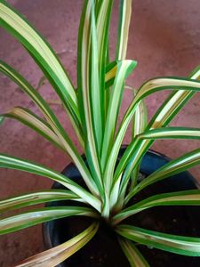 Thai Caladium And Mix Varieties Of Plants