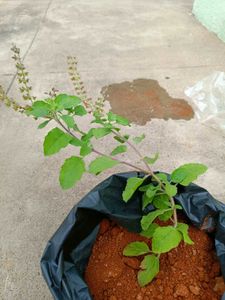 Holy Basil Plant (Tulsi)