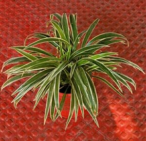 🌵 Plant Chlorophytum laxum & Pot