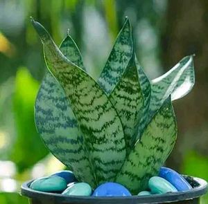 Diwali offer 🎇  Snake Plant in small black Pot