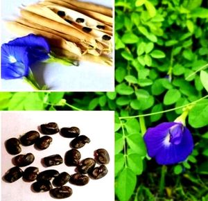 Aprajita Flower Seeds 20 Per Packet