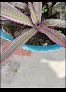 3Variety Plant