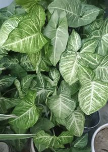 Beautiful Assorted Houseplants