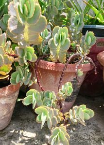 Succulents