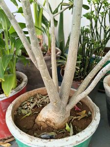 Desert Rose cutting seeds