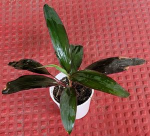 Dracaena Ruby Healthy Plant🌵&amp; Pot