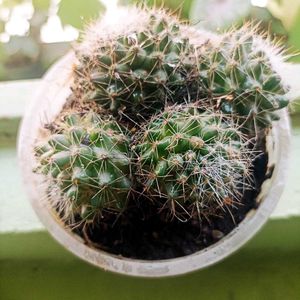 ball Flower Cactus