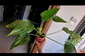 Set 2 Colues Verieties &amp; alocasia Plants🪴