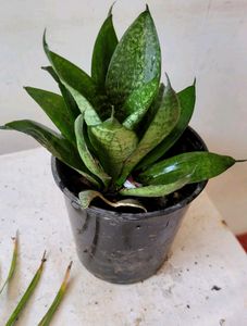 Snake &amp; Curry Leaves Plant🌵&amp; Pot