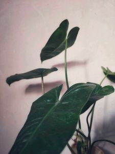 Burle Marx Philodendron Healthy Green Plant