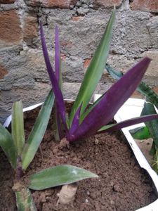 Rhoeo Plant, Scientific name -Tradescantia