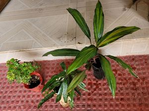 3 Set Callisia &amp;Dracaena Mahatma &amp;Ming Aralia Plan