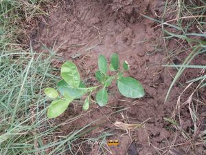 lemon plant