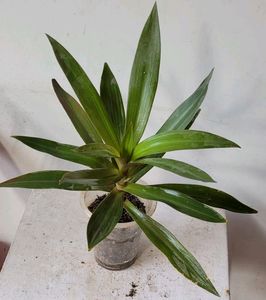 Moses-in-the-Cradle Plant🌵&amp; Pot Indoor/Outdoor