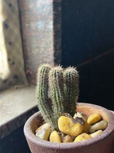 Assorted Indoor Plants - Set of Four