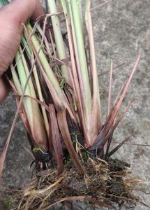 rainlily bulb 20 p., lemon grass 4, snake plant
