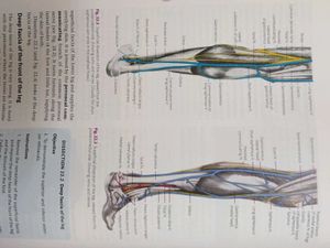 General Anatomy, Upper and Lower Limbs