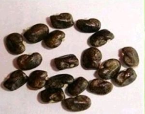 Aprajita Flower Seeds 20 Per Packet