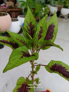 Amaranthus tricolour plant
