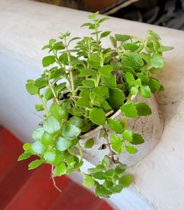 Pack 2 Tradescantia fluminlensis &amp; Pilea Depressa