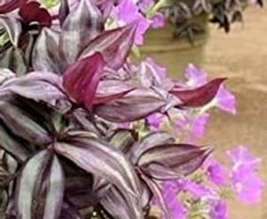 Tradescantia zebrina Plant 🌵 &amp; Pot