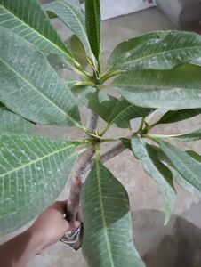 2 Color Champa Plant &amp; 1 Leaf Plan