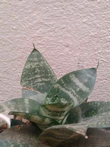 Snake Plant