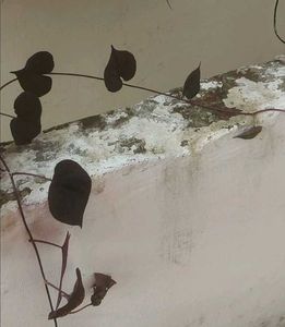 Violet Climbers (Plant Only )