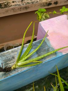 Alovera Plants