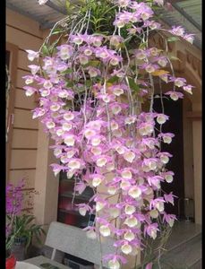 Beautiful Pink apphyllum Orchid plant