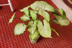 2 Combo arrowhead Plants 🌱