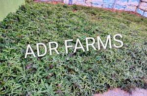 ADR FARMS Organic goat mannure Soil Mix
