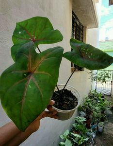 Caladium Bicilor Plant 🌵Pot