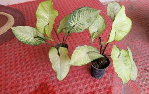 Pack 2 Arrowhead Plants &amp; Pot