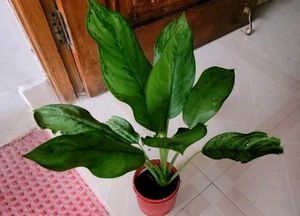 Set 2 Money &amp; Dieffenbachla Segulne Plants