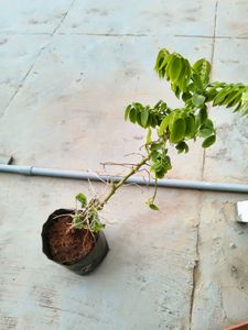Chekurmanis Live Plant