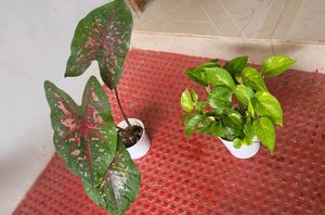 Pack 2 Money &amp; UJJAISEEDS rare polka Plants &amp; pots
