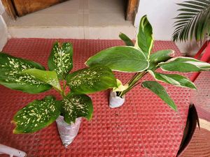 Pack 2🪴Dieffenbachia Seguine,&amp; Nevernever.Plant
