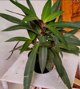 Moses-in-the-Cradle Plant🌵&amp; Pot