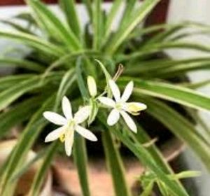 Chlorophytum Laxum Plant 🌵&amp;Pot