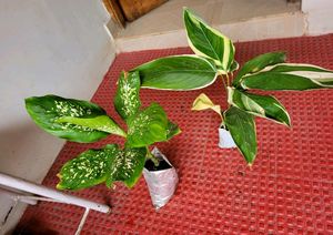 Pack 2 Dieffenbachia Seguine & nevernever plant,