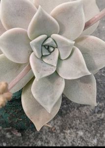graptopetalum succulent