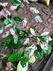 varigated habiscus(red flower) ,philo and snygo
