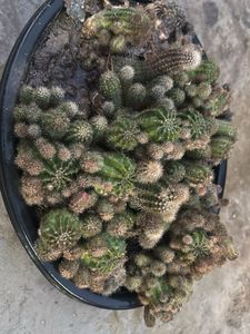 Unique Flowering Cactus Collection